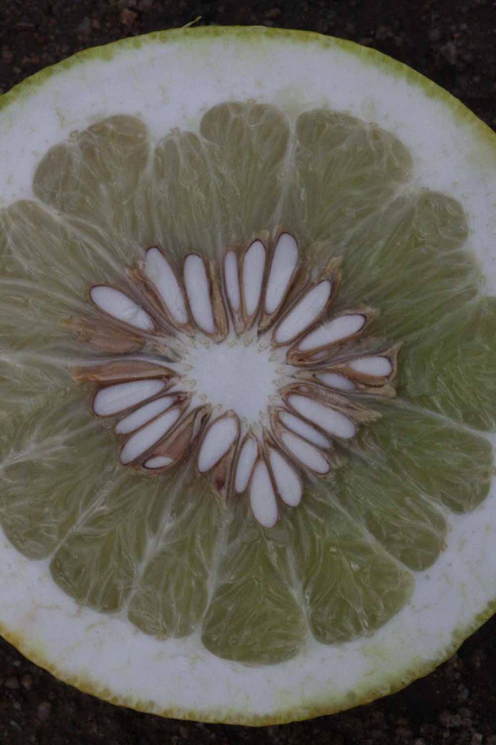              Fruit cross-section (Riverside, CA)       